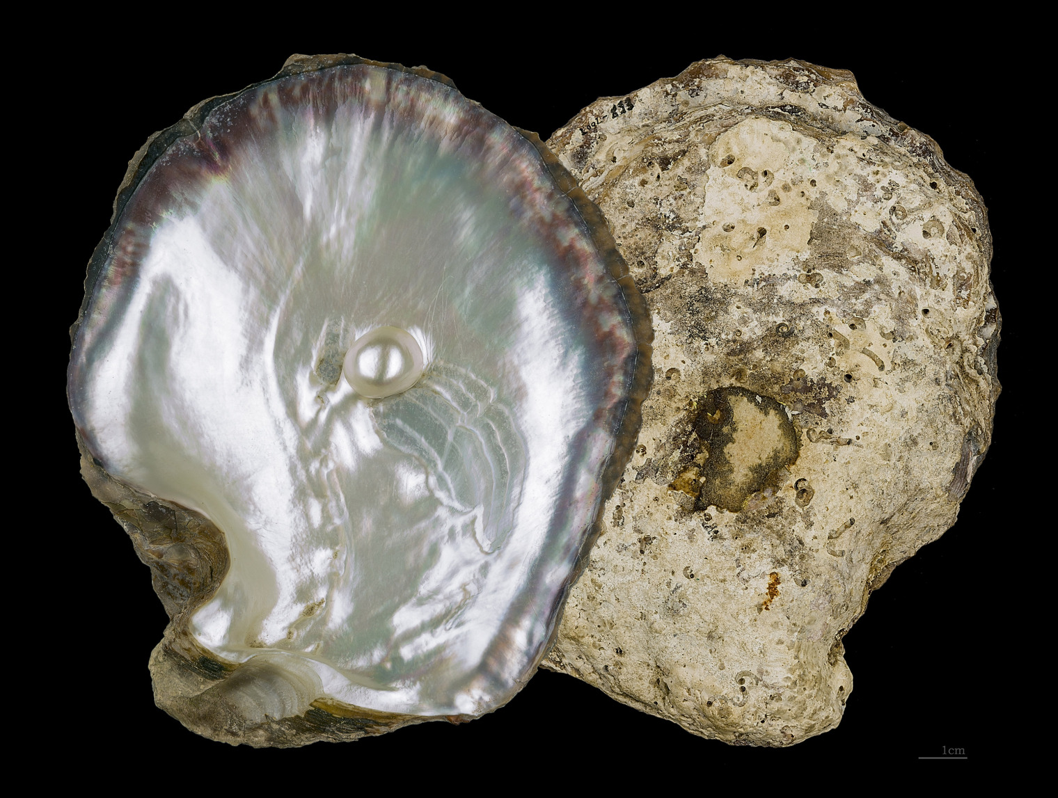 Pearl oyster shell (Pinctada margaritifera) showing its naturally iridescent mother-of-pearl interior.